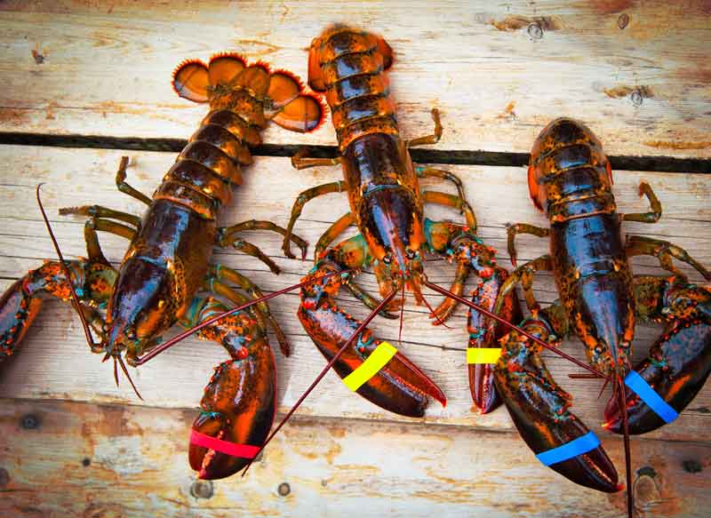 Lobsters from midcoast Maine