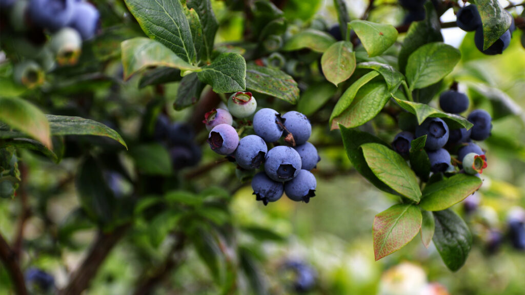 fresh blueberries on vine