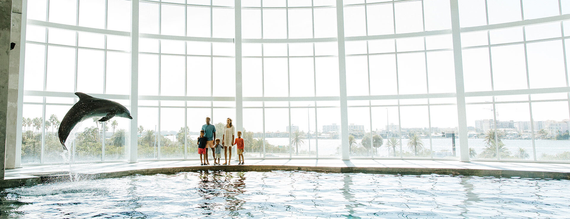A dolphin jumps out of the water at the Clearwater Aquarium