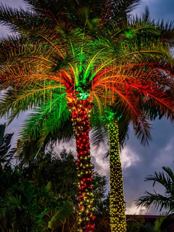 Palm trees adorned with red, green, and yellow lights, illuminate a tropical setting under a dusky sky. Lush, dark foliage surrounds the vibrant display, creating a festive and lively atmosphere.
