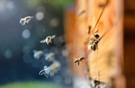 A detail shot of bees surrounding a hive.